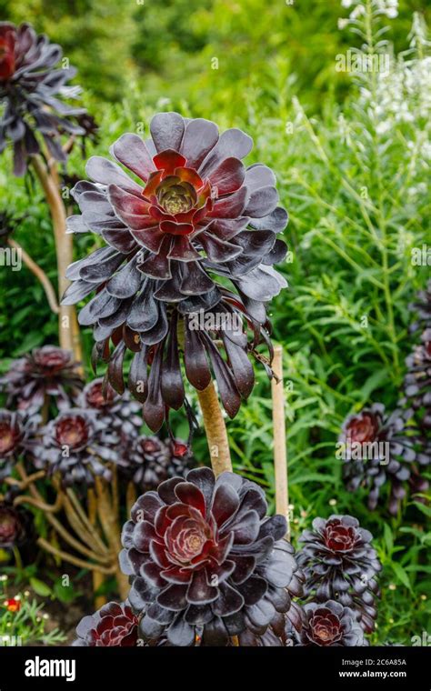 aeonium schwarz